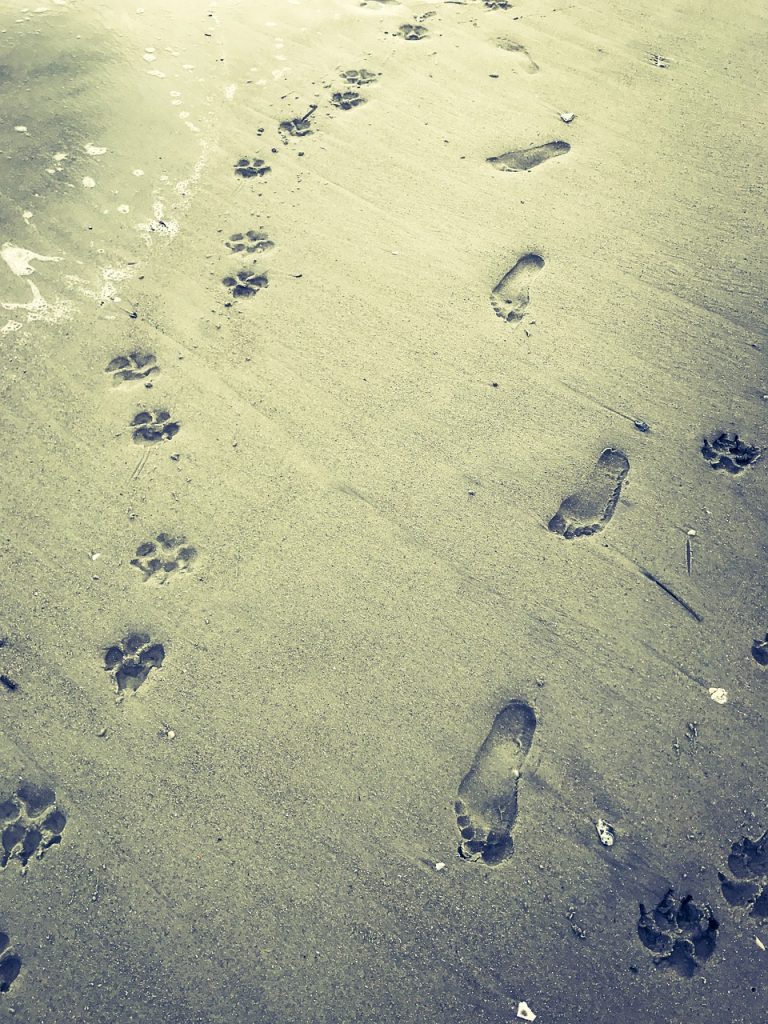 beach, dog, paw prints-4802502.jpg